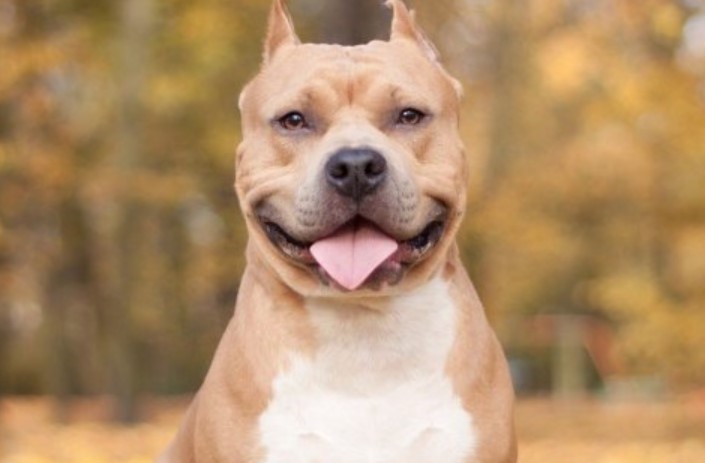 The Unexpected Often Comes: 8 Surprises for Dog Owners 15 The Unexpected Often Comes: 8 Surprises for Dog Owners 15