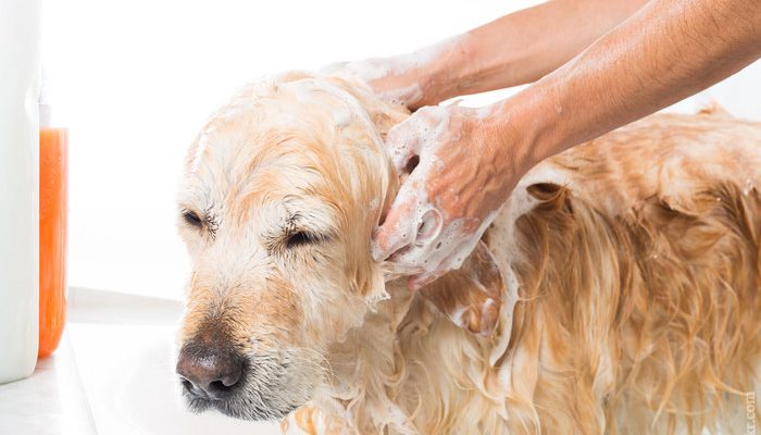 DIY – Make Your Own Dog Soap 9 DIY – Make Your Own Dog Soap 9