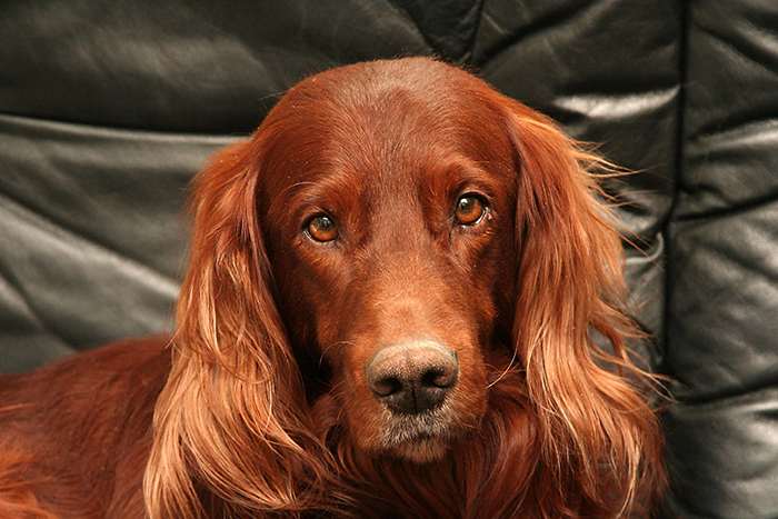 Dog Breed: Irish Setter Parenting – A Comprehensive Guide 13