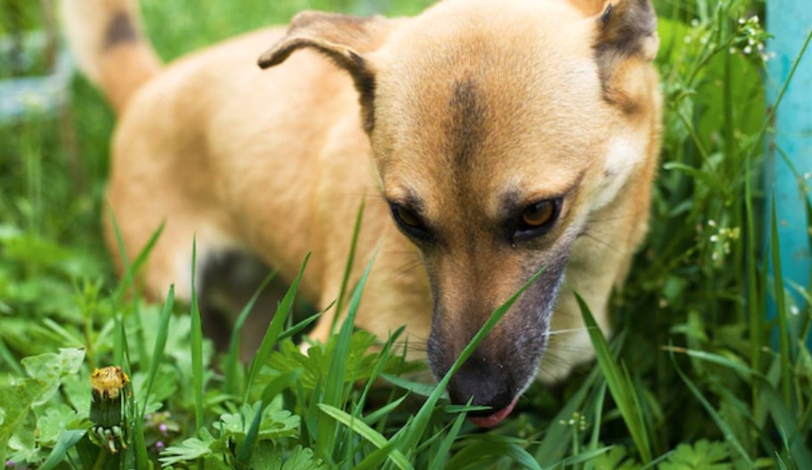 Dog Eats Grass: Harmless or Dangerous? 14 Dog Eats Grass: Harmless or Dangerous? 14