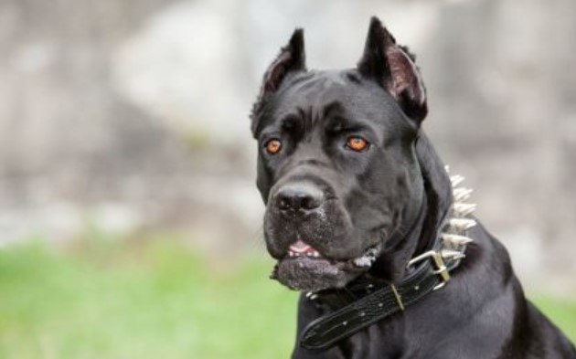 The Unexpected Often Comes: 8 Surprises for Dog Owners 17 The Unexpected Often Comes: 8 Surprises for Dog Owners 17