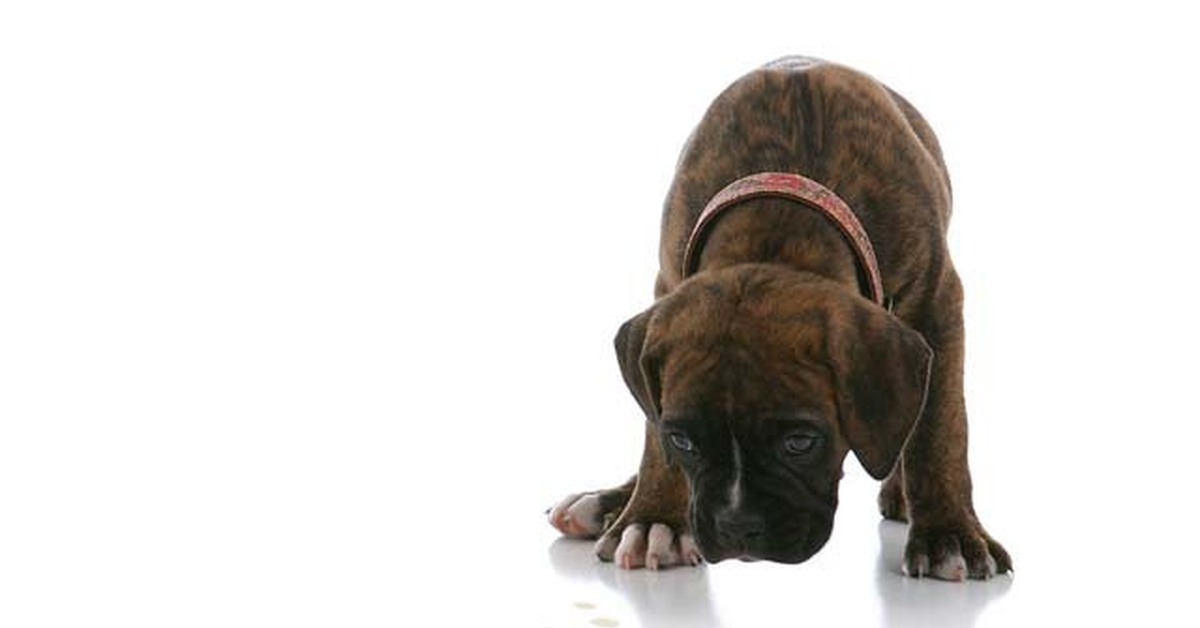 Dog Pees in Apartment 12 Dog Pees in Apartment 12