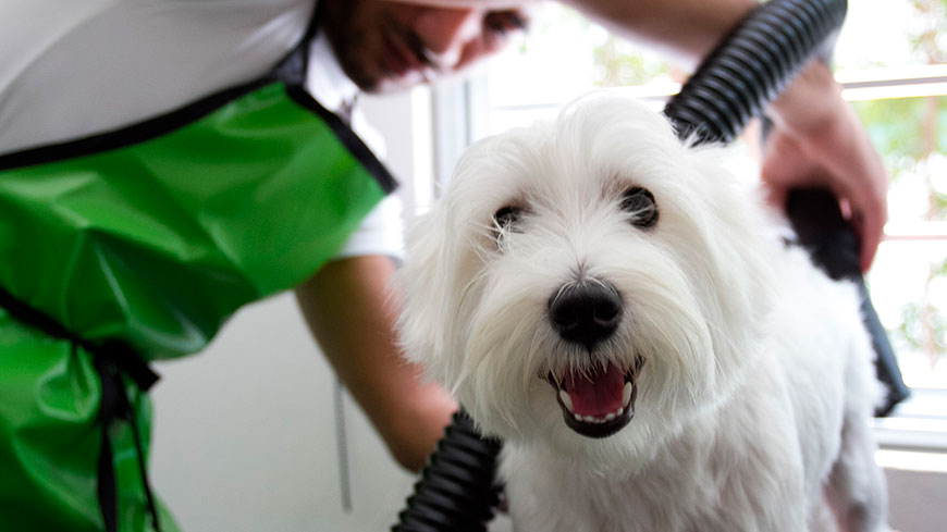 Dog Grooming - Helpful Tips & Tricks 17 Dog Grooming - Helpful Tips & Tricks 17