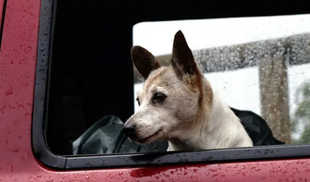 Dog is Afraid of Thunderstorms 16 Dog is Afraid of Thunderstorms 16