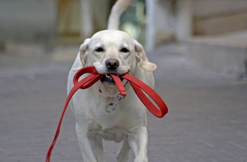 Dog Bites the Leash - Reasons and Measures 14 Dog Bites the Leash - Reasons and Measures 14