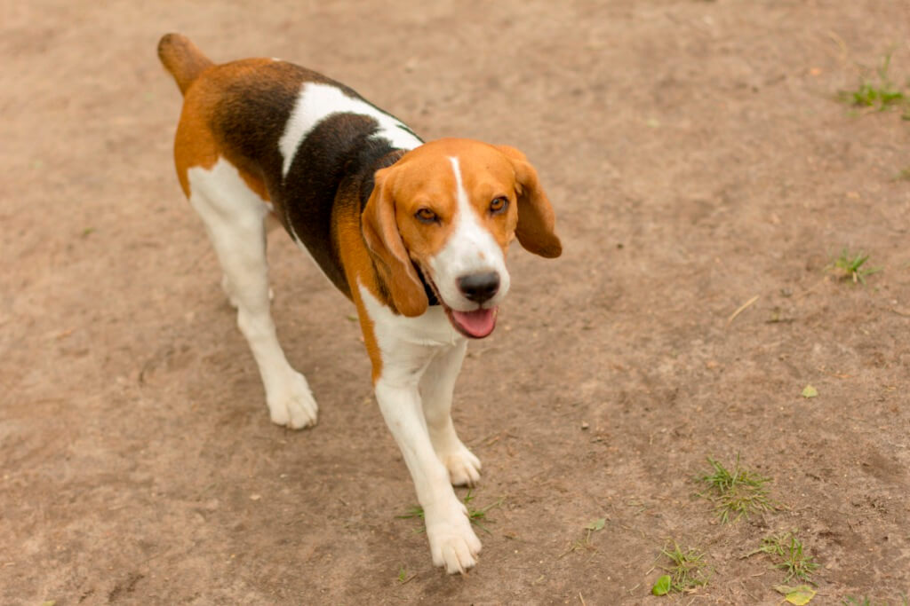 Dog Growls at Me - The Right Way to Behave 14 Dog Growls at Me - The Right Way to Behave 14