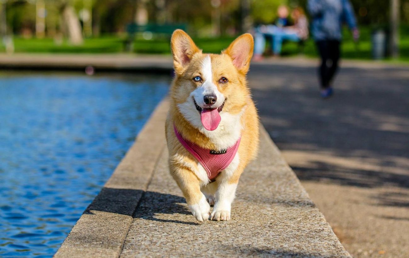 Dog Drools: Causes and Reasons 16 Dog Drools: Causes and Reasons 16