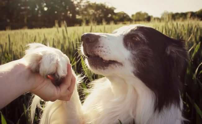 Dog Body Language - How to Interpret It Correctly 20