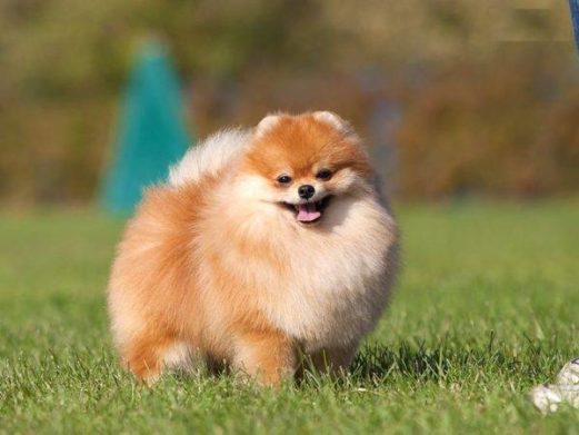 6 Tips on How to Get Your Partner Excited About a Dog 16 6 Tips on How to Get Your Partner Excited About a Dog 16