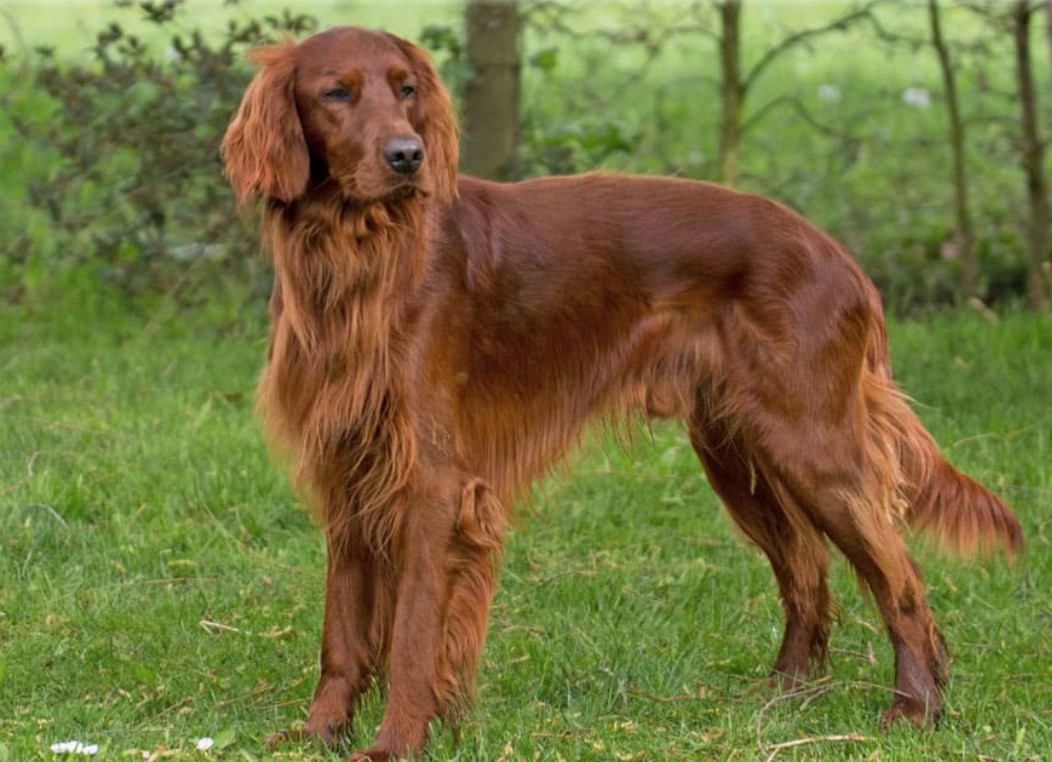 Dog Breed: Irish Setter Parenting – A Comprehensive Guide 14