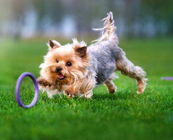 Understand Problematic Dog Behavior 12 Understand Problematic Dog Behavior 12