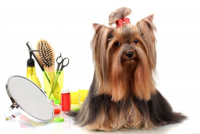 Dog Grooming - Everything You Need to Know 16 Dog Grooming - Everything You Need to Know 16