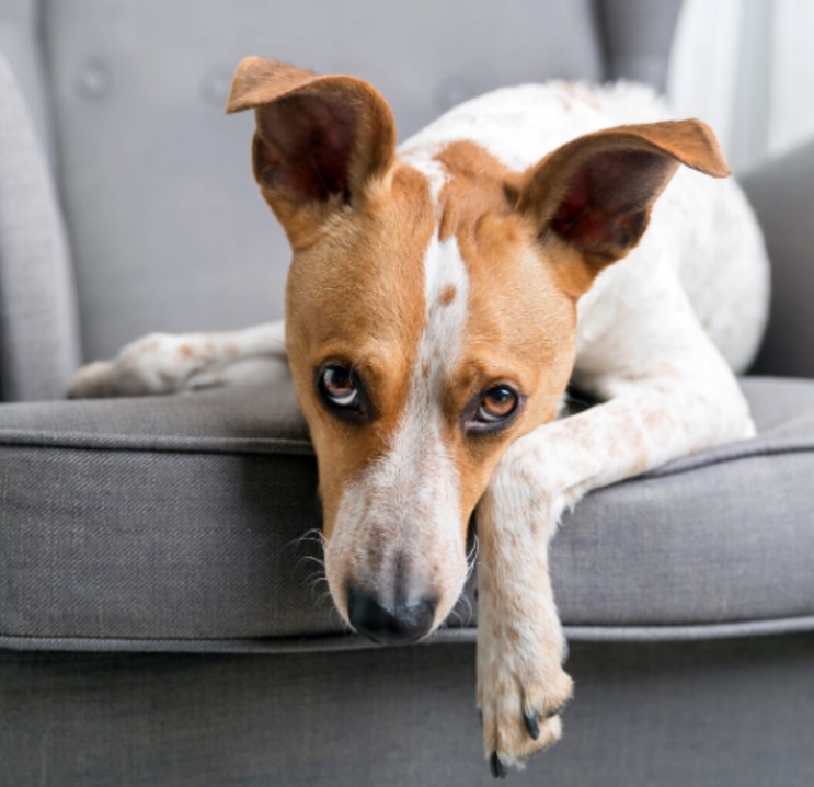 Dog Pees in Apartment 13 Dog Pees in Apartment 13