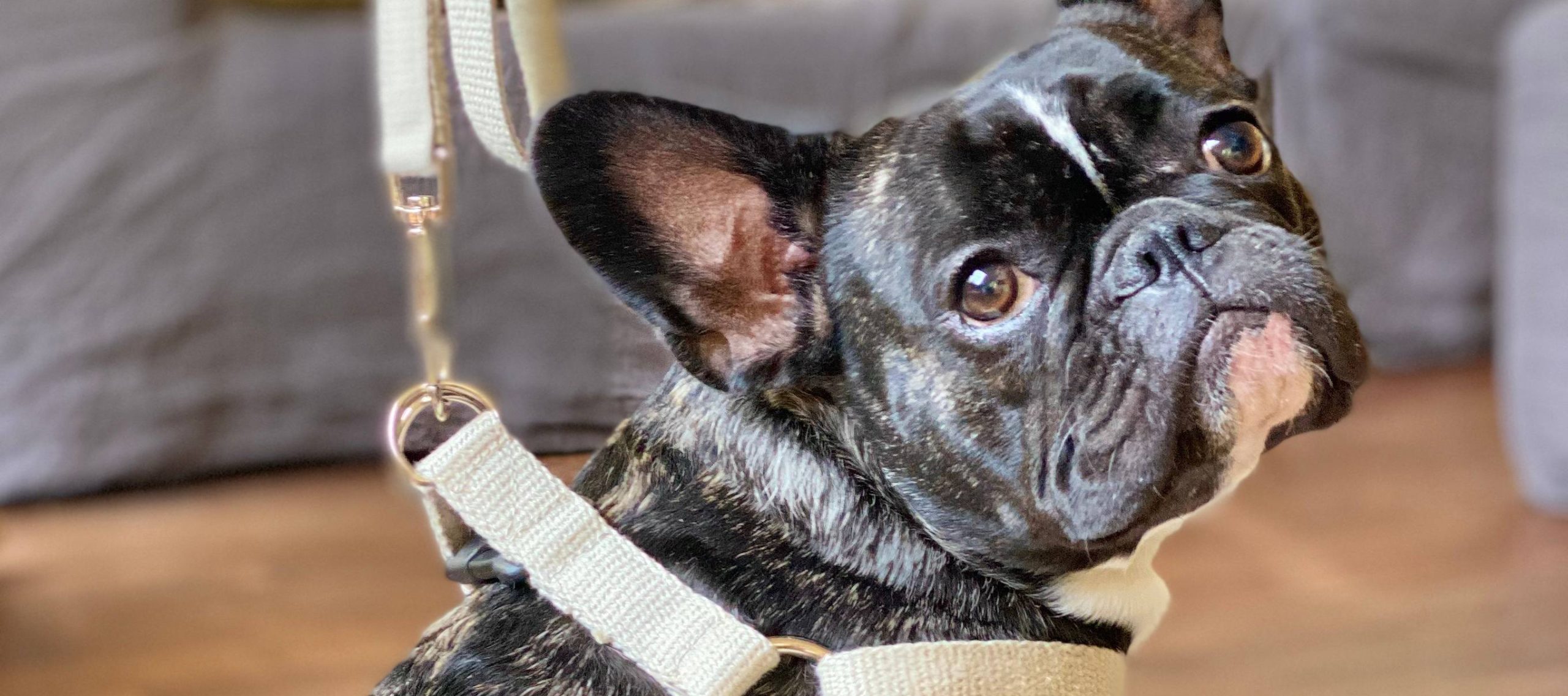 Anti Bark Collar for Dogs 12 Anti Bark Collar for Dogs 12