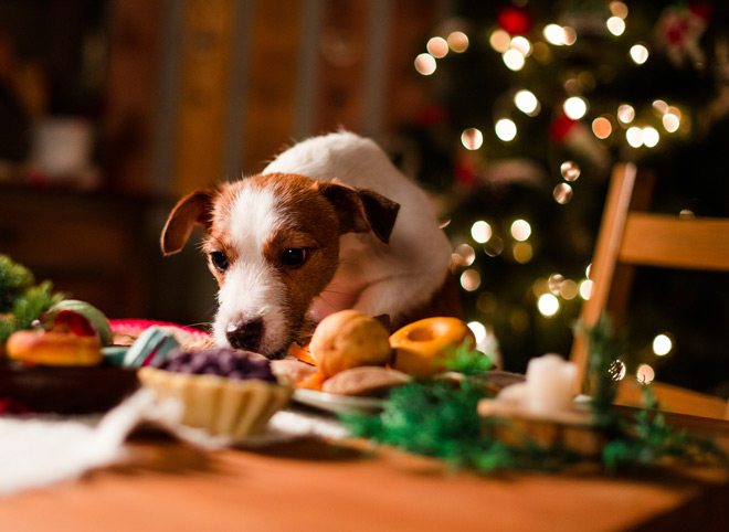 New Year's Eve with the Dog - Start the New Year with no Firecrackers 12 New Year's Eve with the Dog - Start the New Year with no Firecrackers 12