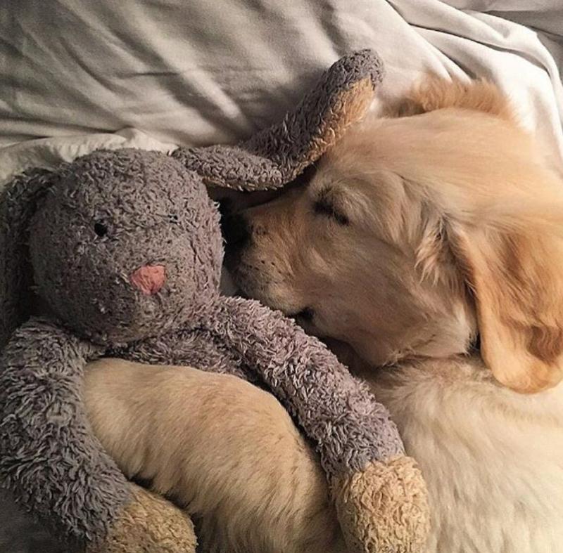 Sleeping Place for the Dog - the Optimal Retreat 13 Sleeping Place for the Dog - the Optimal Retreat 13