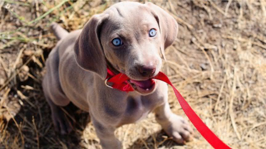 Leash Aggression in Dogs - Causes and Measures 13 Leash Aggression in Dogs - Causes and Measures 13