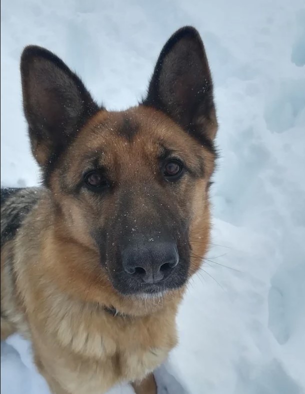 Correct Dog Discipline: Reward Instead of Punishment 17 Correct Dog Discipline: Reward Instead of Punishment 17