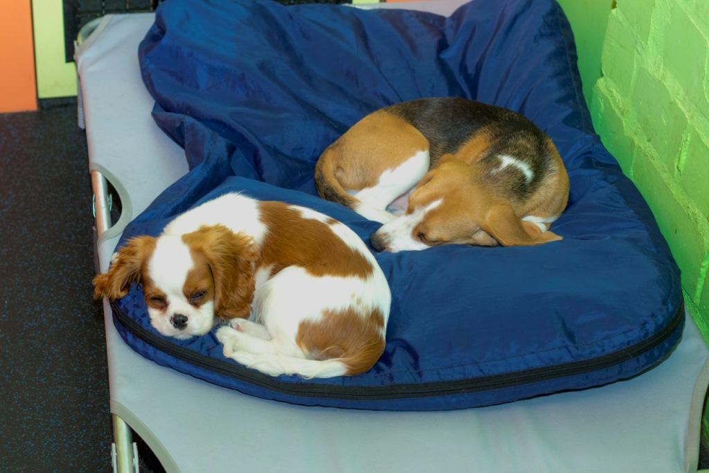 How Long Do Dogs Sleep? 15 How Long Do Dogs Sleep? 15