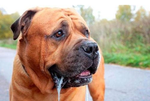 Dog Drools: Causes and Reasons 15 Dog Drools: Causes and Reasons 15