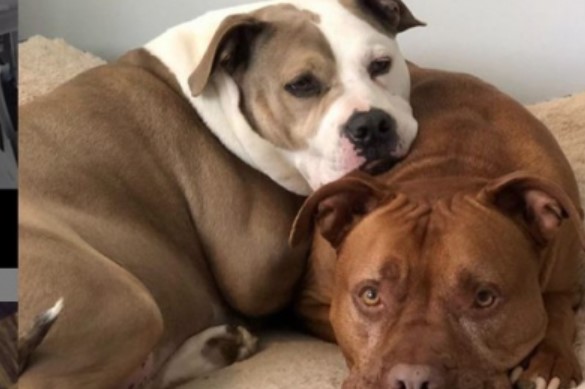 Dog Encounters - The Right Behavior 15 Dog Encounters - The Right Behavior 15