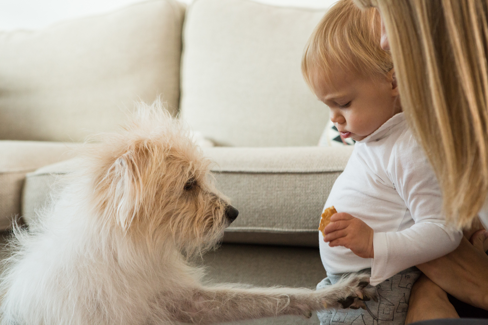 Dog and Baby - Tips for a Harmonious Coexistence 15 Dog and Baby - Tips for a Harmonious Coexistence 15