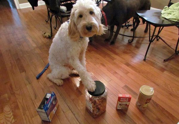 Dog Raises Paw - This is the Message Behind It 20 Dog Raises Paw - This is the Message Behind It 20