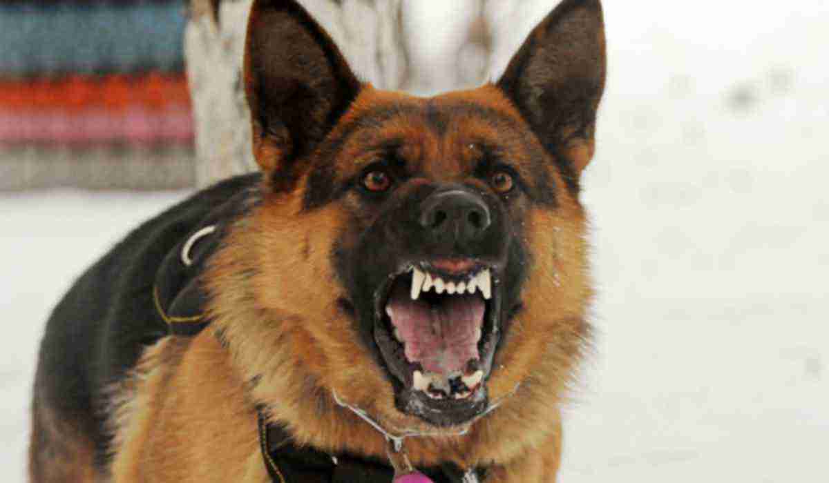 Dog Barks at Other Dogs - These are the Reasons 18