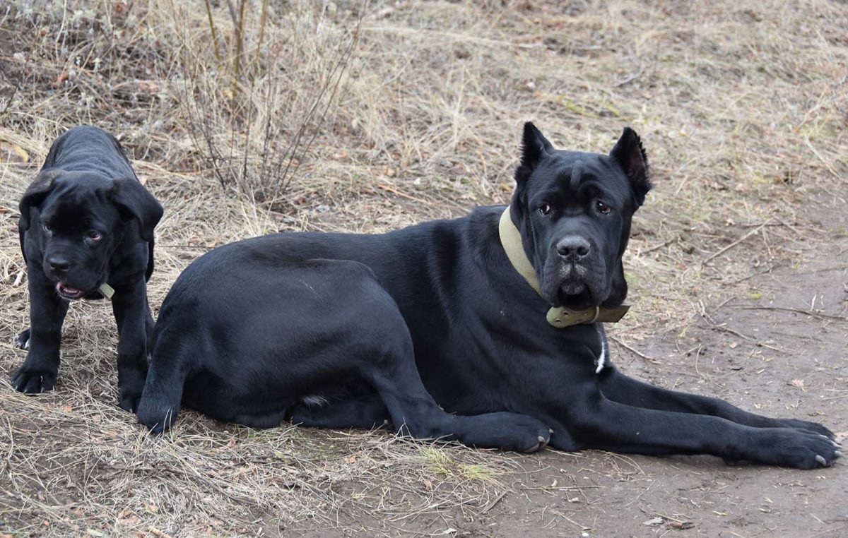 The Unexpected Often Comes: 8 Surprises for Dog Owners 14 The Unexpected Often Comes: 8 Surprises for Dog Owners 14