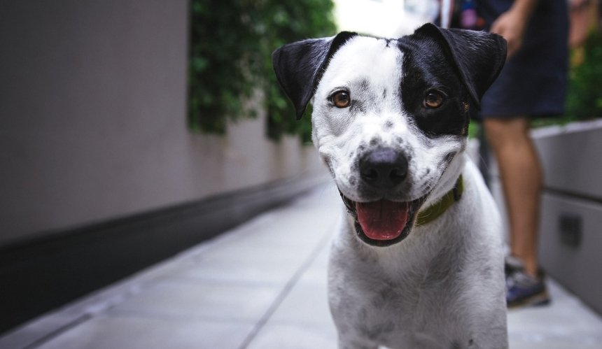 How Old Do Dogs Get? Life Expectancy & Calculation 15 How Old Do Dogs Get? Life Expectancy & Calculation 15