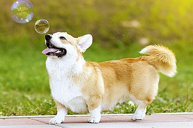 DIY – Make Your Own Dog Soap 11 DIY – Make Your Own Dog Soap 11