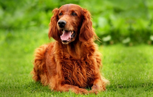 Dog Breed: Irish Setter Parenting – A Comprehensive Guide 15
