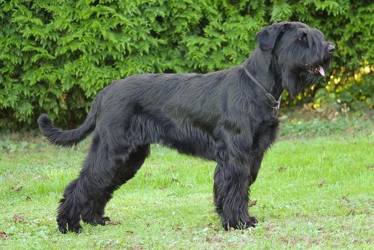 Dog Breed: Giant Schnauzer Dog Parenting – A Comprehensive Guide 18