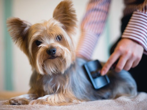 Dog Grooming - Everything You Need to Know 14 Dog Grooming - Everything You Need to Know 14