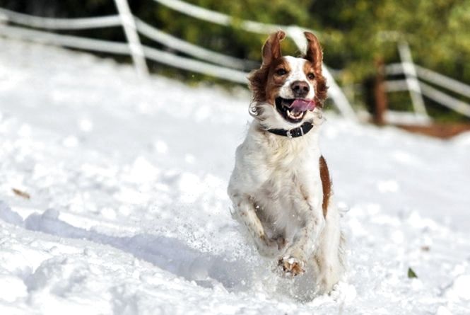 Living Sustainably with a Dog: How to Do It! 17 Living Sustainably with a Dog: How to Do It! 17