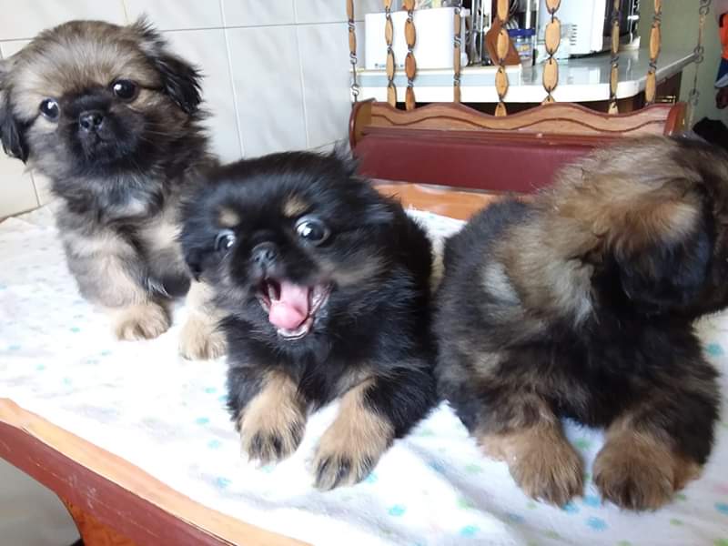 Birth in the Dog - This is Important Now 16