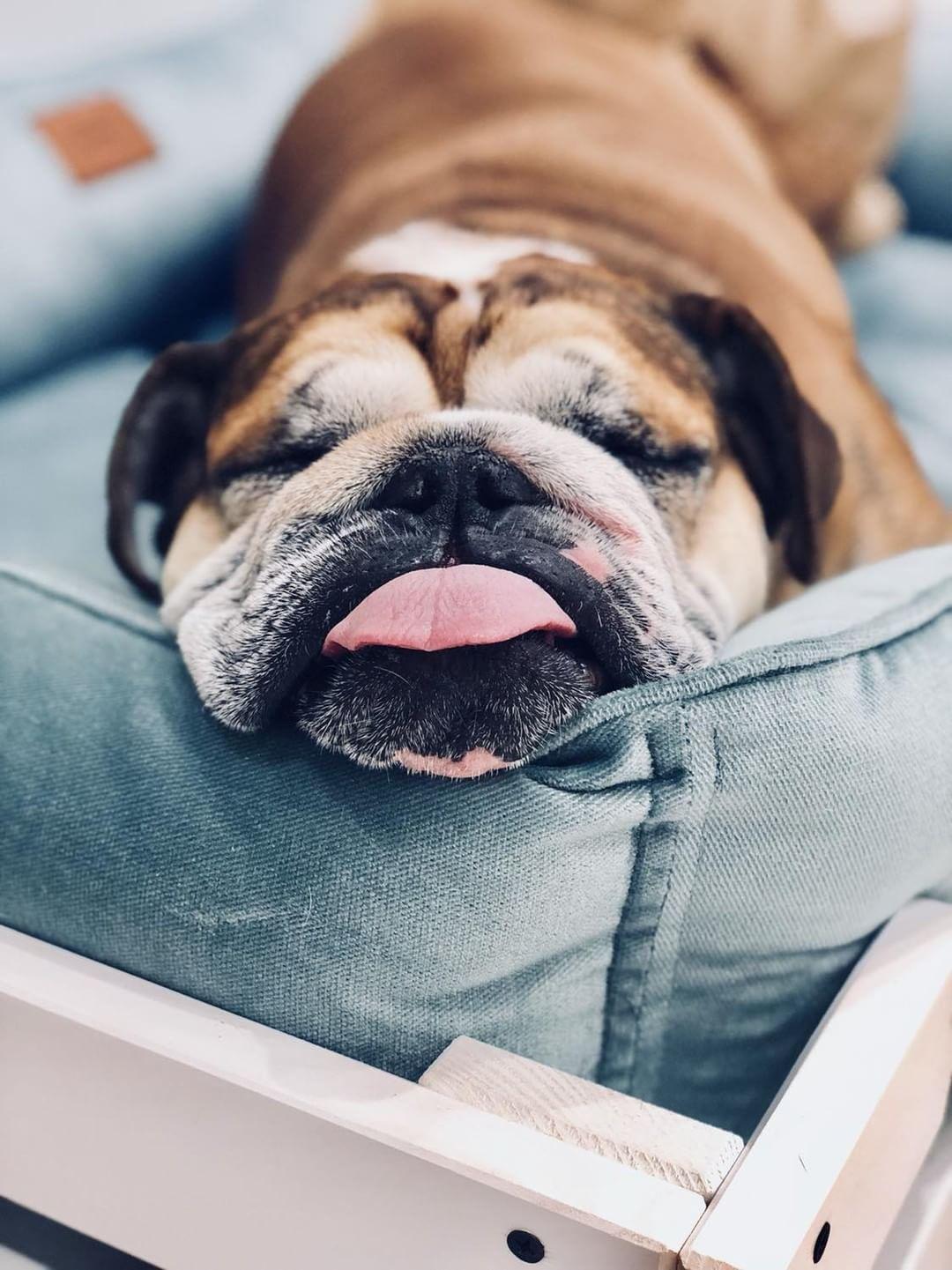 Sleeping Place for the Dog - the Optimal Retreat 14 Sleeping Place for the Dog - the Optimal Retreat 14