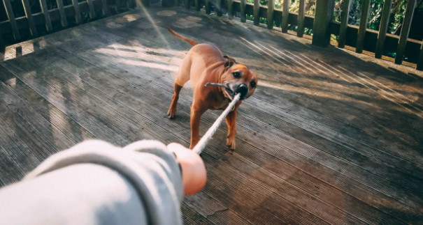 Dog Bites the Leash - Reasons and Measures 16 Dog Bites the Leash - Reasons and Measures 16