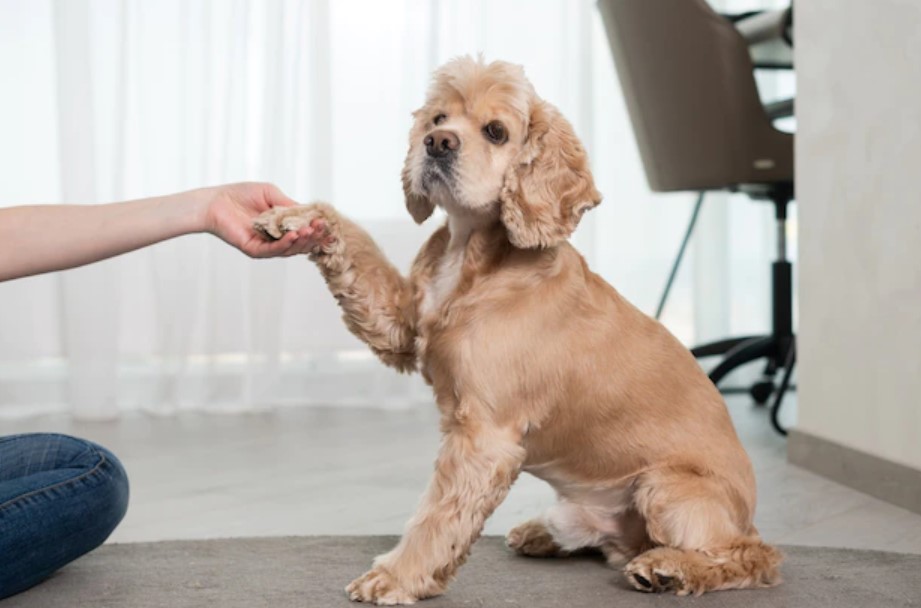 Cancellation Signal in the Dog 16 Cancellation Signal in the Dog 16