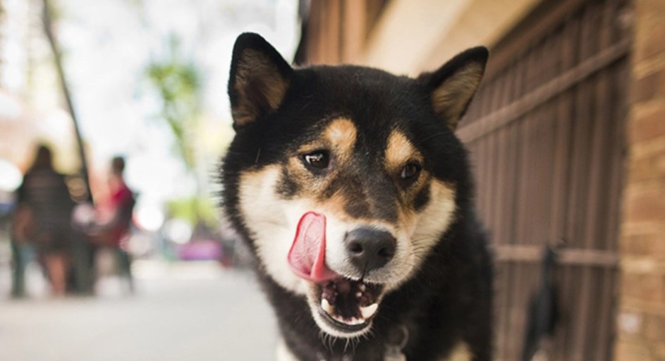 Food Envy in the Dog 18 Food Envy in the Dog 18