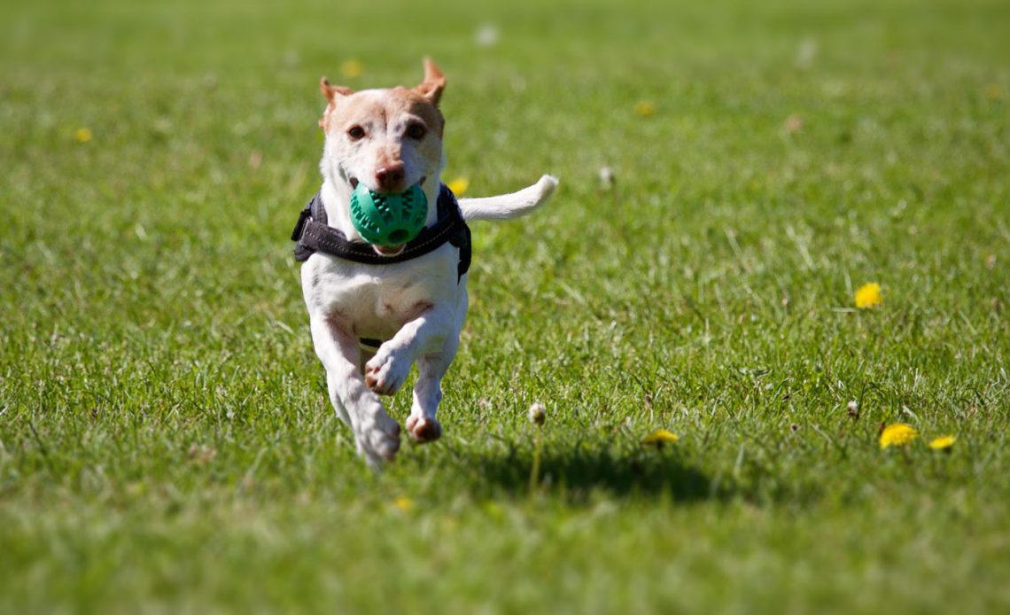 Correct Dog Discipline: Reward Instead of Punishment 16 Correct Dog Discipline: Reward Instead of Punishment 16