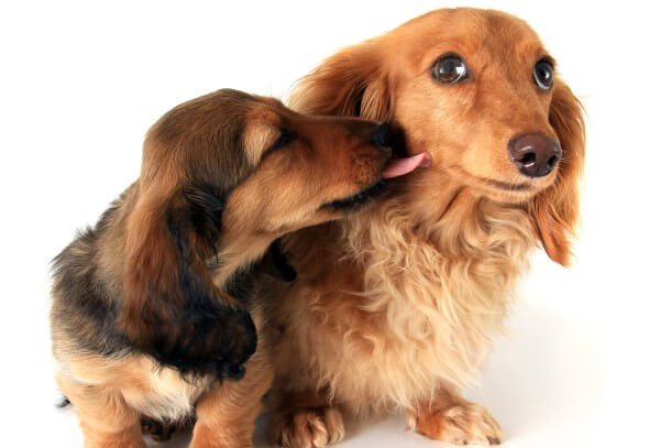 Dog Encounters - The Right Behavior 16 Dog Encounters - The Right Behavior 16