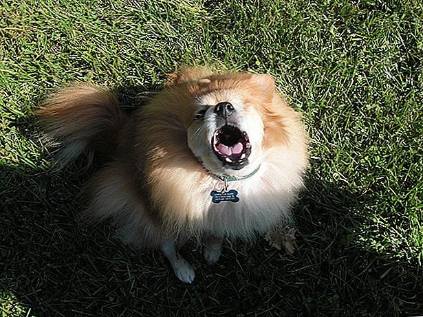 Dog Barks at Other Dogs - These are the Reasons 17