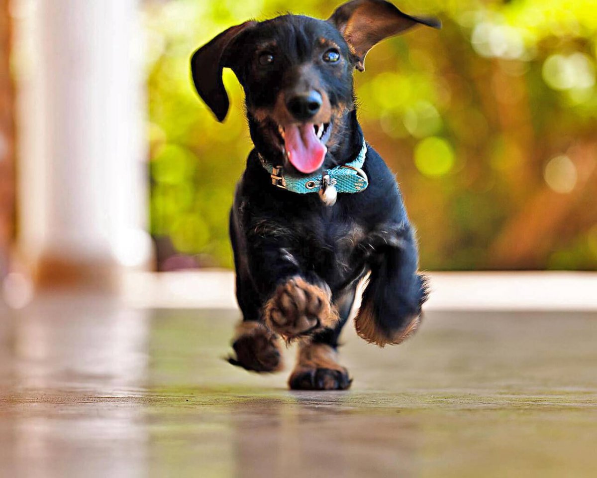 Worms in Dogs - Cause, Control and Prevention 17 Worms in Dogs - Cause, Control and Prevention 17