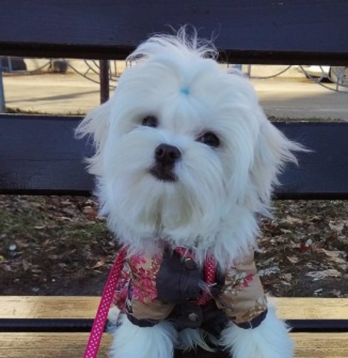 6 Tips on How to Get Your Partner Excited About a Dog 18 6 Tips on How to Get Your Partner Excited About a Dog 18