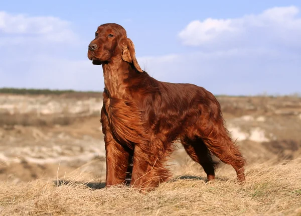 Dog Breed: Irish Setter Parenting – A Comprehensive Guide 16