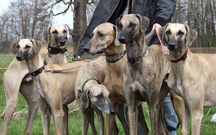 Dog Breed: Sloughi Dog Parenting – A Comprehensive Guide 19 Dog Breed: Sloughi Dog Parenting – A Comprehensive Guide 19