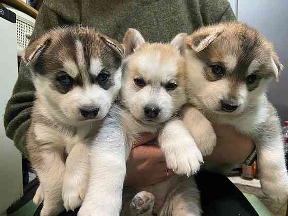 Birth in the Dog - This is Important Now 17