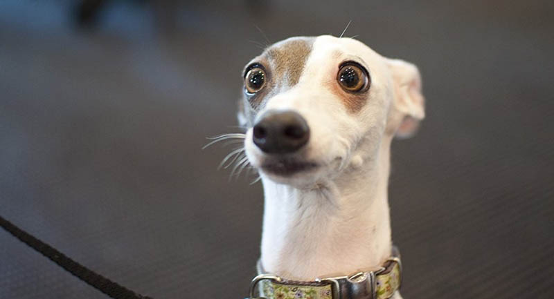 Dog is Afraid – Recognize Fearful Situations and React Correctly 14 Dog is Afraid – Recognize Fearful Situations and React Correctly 14