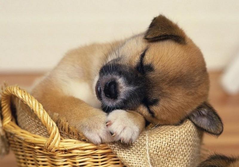 Dog Sleeps with Eyes Open – These are the Causes 17 Dog Sleeps with Eyes Open – These are the Causes 17